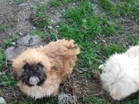 4 aylık shih tzu yavrular