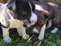 Basenji Cins Yavru Köpekler Özel Irk Türkiyede Yoktur