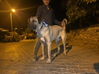 10 AYLIK ERKEK KANGAL DEV YAVRU
