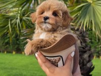 BİRİNCİ SINIF MALTİPOO YAVRULARI