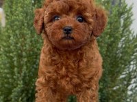 KORE KAN RED BROWN TOY POODLE