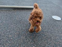 5 Aylık Poodle Yavrumuz Lidya