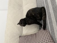 Scottish fold ve scottish straight