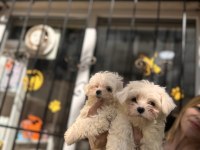 Kg garantili küçük boy maltese