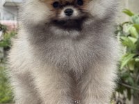 ÜST KALİTE AYICIK SURAT POMERANİAN BOO