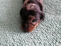15 günlük Dapple dachshund sosis köpekler