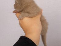 British shorthair 6 adet yavurularımız satışa hazırdır