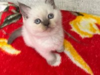 EVLERE ŞENLİK SAĞLIKLI SAFKAN YAVRULAR