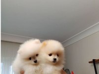 Pomeranian boo köpeğimiz