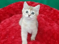 Golden British Shorthair
