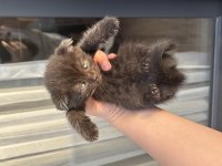 British Shorthair Sağlıklı 6 Yavru