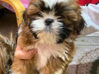 A kalite shih tzu yavrular