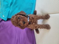 2.5 aylık red brown toy poodle