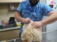 Aşıları tam chow chow
