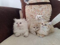 British Shorthair ve Longhair yavru ve yetişkin kediler