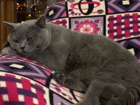 9 AYLIK ERKEK KEDİME DİŞİ EŞ ARIYORUM