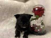 EV ORTAMINDAN TEACUP CHİHUAHUA YAVRULAR