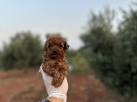 Sağlık ve ırk garantili toy poodle yavrularımız 