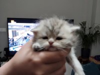 Scottish fold yavru kedimiz