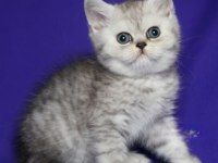 Safkan British Shorthair Silver Tabby Yavru