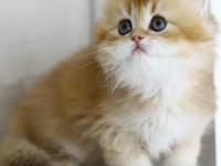 Gülen Tospik British Longhair