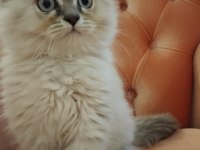 British Longhair 2,5 Aylık