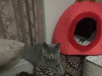 6 AYLIK VETERİNER KONTROLLÜ BRİTİSH SHORTHAİR