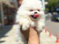 teddy bear boo yavrular taksitle heryere gönderilir
