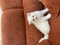 Kendi kedimin british shorthair yavrularımız
