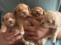 Kilo Garantili Ev Ortamındaki maltipoo Yavrularım
