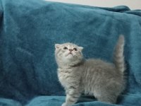 2 aylık kırık kulak scottish fold