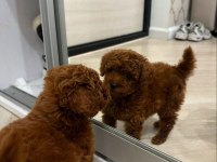 Orijinal Toy Poodle Köpekleri