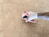 Pomeranian ciddi olanlar iletişime geçsin wp