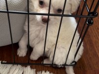 Terrier yavrumuzu veriyoruz