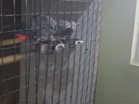 Çift anaç damızlık jako