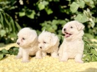 Kar Beyaz Irk Garantili Maltese Terrier Yavrular