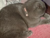 Scottish fold 10 aylık erkek
