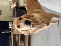 8 Aylık Golden Retriever Kızımız Yeni Yuvasını Arıyor