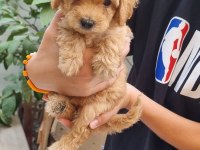 TOY POODLE YAVRULAR İZMİR