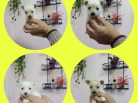 Micro boy 4 erkek chihuahua bebekler