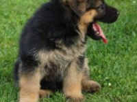 Irk ve Sağlık Garantili Alman Çoban Köpeği Yavruları