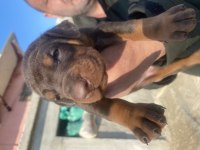 Orijinal kaliteli doberman yavruları