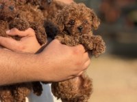 Büyümeyen Teacup Kore Poodle