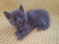 British shorthair ve İran kedisi
