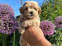 EVİNİZE NEŞE KATACAK MALTİPOO YAVRULARI