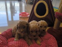 HAZİR POODLE YAVRULARIMIZ