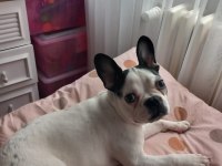 7 AYLIK TÜM AŞILARI TAM ÇİPLİ DİŞİ FRENCH BULLDOG