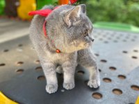 Scottish fold kedimiz Eli yeni yuva arıyoruz