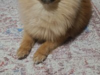 Pomeranian boo tatlı köpüşler