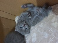 Safkan scottish fold